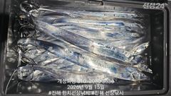 [진해] 내만 은빛 갈치 대박 조황 오늘 내만 갈치 무조건 출항 자리여유… 사진