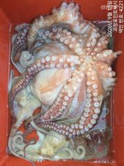 ~~*16일돌문어 개인별최고24,22,20,17,17,16,15,마리수!!(낼예약가능)*~~ 사진