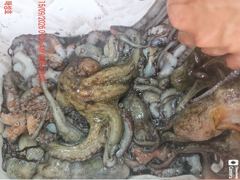 [진해] <<돌문어 매일 매일 세자리수~계속되는 호조황-내일예약가능>> 사진
