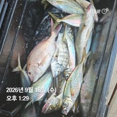 [거제] 거제 ( 어구 일성호 ) 감성돔 참돔 전갱이 ! 전마선 … 사진