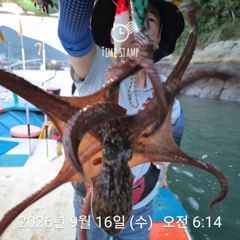 [사천] 문어 장원 32마리! 사진