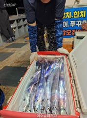 여수슈퍼스타 대갈치 3연속대박조황 ~~~