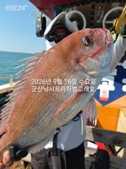 9월16일,"대광어"~연일 대박~참돔 굿,우럭등 다양한 손맛~9분 쿨러 대박조황~내일도 갑니다~ 군산낚시프라자 범고래호