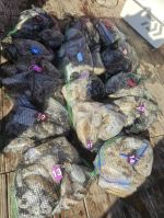 9월 16일 투지호 17인 쭈꾸미 조황!