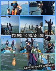 [피닉스피싱호] 9월 16일(수) 체험낚시 조황 - 물살 죽으니 따박따박 올라옵니다