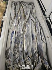 9월16일입항 대갈치 쿨러가득 조황소식입니다