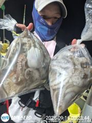 내일부터 야간문어 출동합니다