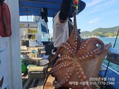 "여밭돌문어"오늘도 1500g부터 170수이상 퍽~퍽~개인20수17수14수12수10수등 계속 3자릿수조황~