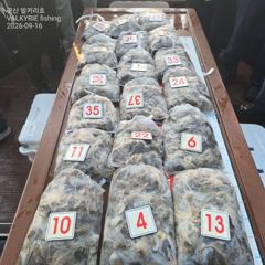 <발키리호> 쭈꾸미 오후 마무리 조황(16일)-함께해주신 조사님들 수고하셨습니다
