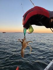 [모닝스타호] 9월 16일 쭈꾸미 갑오징어 조황