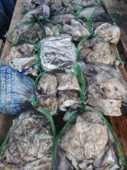 [무창포아파치호] 9월17일(목), 대박! 철수 시간까지 잘 나와서 연정전까지~ㅎ 장원 288수, 쭈갑 망태기 조황. 추석 연휴기간(목~월, 24일~28일) 자리여유, 전화주세요~ 010-8422-0866