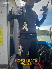 완도덕호 9.17 쭈꾸미 사진
