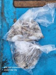 [17일] 바람과 쭈꾸미, 오늘은 3분과 함께 사진