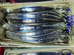 내만갈치~초초대박!어마어마하게!쿨러도장꽝꽝꽝,오늘출항(예약가능)