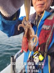 9월 17일 군산 마루호 쭈꾸미 실시간조항~☆