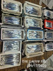 17일새벽 내만갈치 초~대박 계속 이어져 느나느나~!! 오늘 예약가능 사진