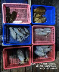 [경주] (씨스타호) 절반 이상 선실행… 악조건 속 무늬오징어