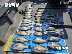 [여수,광양] ●가을감성돔15일.16일마릿수조황입니다 사진