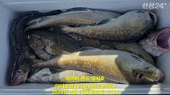 [속초,강릉] 2026 09 17 대구라바 사진