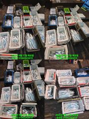 우와 내만갈치 여기저기 막올라오고 은빛물결 완성 매일출조 예약가능 사진