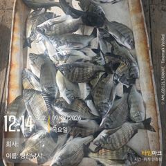 [고성] 병산 9/17 감성돔 마리수 선외기 흘림조황~~ 사진