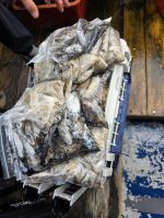 9월 17일 수연호 쭈,갑 조황!!!! 사진