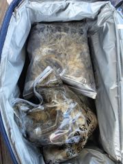 오천용왕낚시 뉴청해호 쭈꾸미 갑오징어 조황입니다