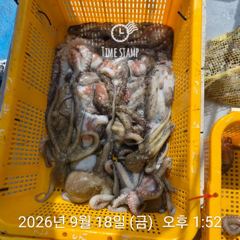 [사천] 문어 장원 29마리 사진