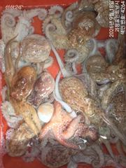 [진해] ~~*18일돌문어 개인두자리 전원 마리수~(월욜부터예약가능)*~… 사진
