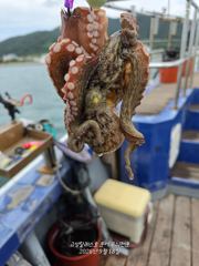 [고성] 제수문어 마릿수 조황 사진