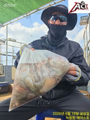 녹동항 문어 대박조황
