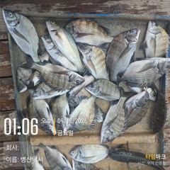 병산 감성돔38외 농어 수어 마리수 선상배 및 선외기흘림조황~~