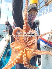 18일, 군산문어,문어,문어.......덩치급 문어들, 마릿수 굿~좋아요~망탱이 굿굿~군산낚시프라자 챔피언호