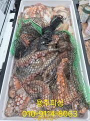 여수 용주피싱 9월 문어 출조 모집 합니다