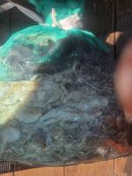 9월18일 다크호스호 쭈꾸미 갑오징어 망태기 조황 입니다.