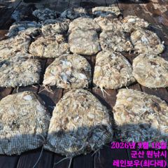 <썬스타호> 쭈꾸미-오전 마무리 조황(18일)