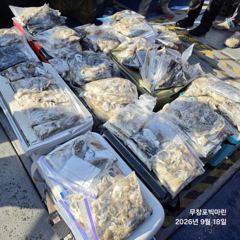 쭈꾸미~♪ 9 .18( 금요일 ) [[[ 무창포프로낚시 ]]] <<<<< 빅 마 린 >>>>> 쭈 꾸 미 조황보고....