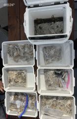 오후짬낚시 쭈꾸미+갑오징어낚시 조황 2026년09월18일(금) 카이로스호/왜목항출조