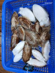 9뭘18일 평택항 돌핀호 조황
