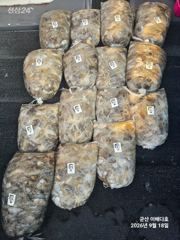 18일 아 무거워요 무거워 군산쭈꾸미 진짜 시작되었습니다~! -군산새만금낚시 이배다호- 사진
