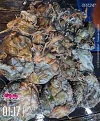 ▶ 40마리 안팎! ◀ 군산 뉴세븐호 9월 17일 야간문어 조황