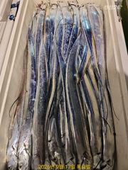 [진해] 내만갈치 3지 손맛보고 예약가능 사진