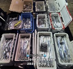 [진해] (풍산)내만갈치 폭풍 입질! 1타1피 입질폭발!(오늘,예약가능합…