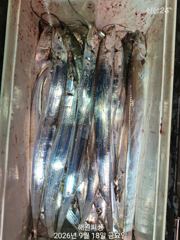 [진해] 내만갈치 17일새벽 3지급 손맛보고 쿨러채우고 예약가능합니다 사진