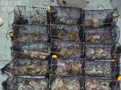 [진해] 17일야간문어 황금물때 계속되는먹폭탄(오늘2자리.일요일오후예약가…
