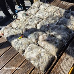 <자연호> 쭈꾸미 오후 마무리 조황(18일)