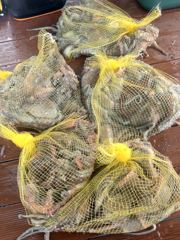 삼천포 물새호 문어조황 내일자리여유 사진