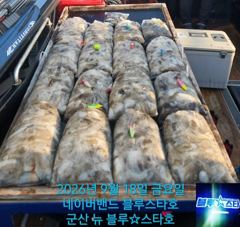 ★★ 9 / 18 [군산 대일피싱] 뉴 블루스타호 쭈꾸미 대박조황~! 연휴 쭈꾸미 출조합니다.