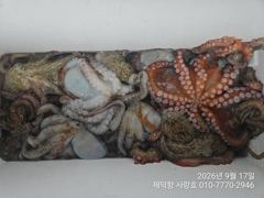 "돌문어"KKK외180수170수155수팍~팍~개인22수20수18수15수 전원마릿수 3자릿수조황~