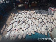 9월18일,"대광어"날마다 ~연일 초대박 조황, 참돔은 보너스~~내일도 갑니다~ 군산낚시프라자 범고래호